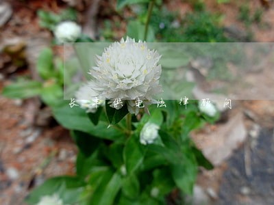 长丰供电法律顾问