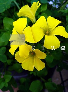 长丰法律咨询 长丰法律咨询