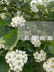 长乐房地产纠纷律师费用 长乐房地产纠纷律师费用