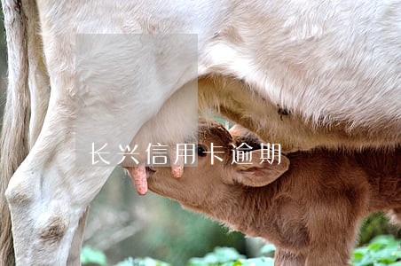 长兴信用卡逾期