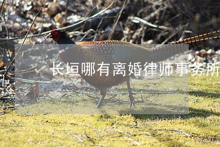 长垣哪有离婚律师事务所 长垣哪有离婚律师事务所