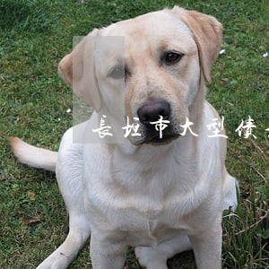 长垣市大型债务律师地址 长垣市大型债务律师地址