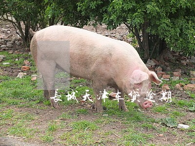 长城天津车贷逾期