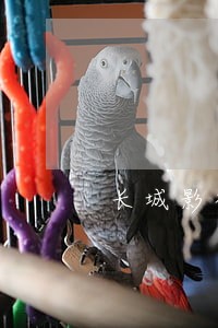 长城影视再陷诉讼泥潭 长城影视再陷诉讼泥潭