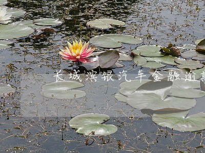 长城滨银汽车金融逾期 长城滨银汽车金融逾期