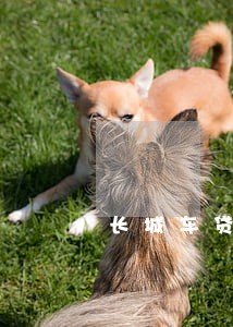 长城车贷多次逾期一天有什么影响