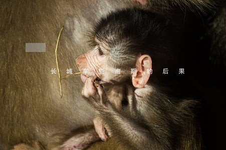 长城车贷逾期的后果