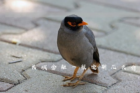 长城金融一般逾期几天会上征信 长城金融一般逾期几天会上征信
