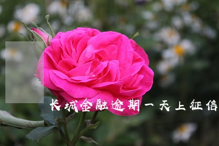 长城金融逾期一天上征信吗