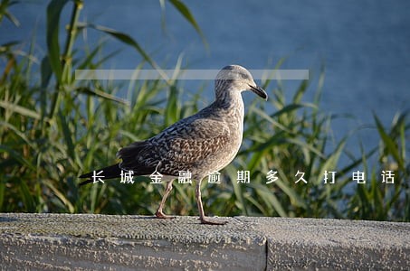 长城金融逾期多久打电话