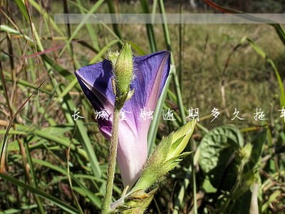 长城金融逾期多久拖车 长城金融逾期多久拖车