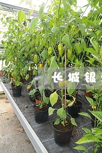 长城银滨逾期一天第二天几点扣款 长城银滨逾期一天第二天几点扣款