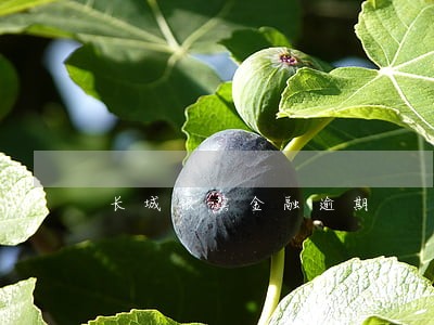 长城银滨金融逾期