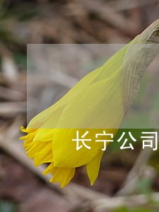 长宁公司清算律师咨询 长宁公司清算律师咨询