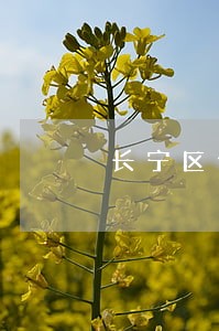 长宁区仙霞新村律师专业擅长推荐 长宁区仙霞新村律师专业擅长推荐