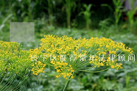 长宁区推荐常年法律顾问 长宁区推荐常年法律顾问