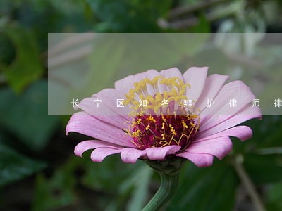 长宁区知名辩护律师律师 长宁区知名辩护律师律师