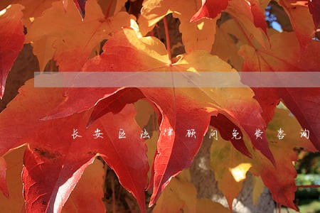 长安区法律顾问免费咨询 长安区法律顾问免费咨询
