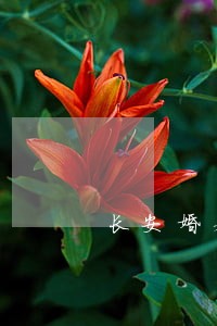 长安婚姻律师事务所哪家厉害 长安婚姻律师事务所哪家厉害