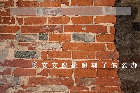 长安安逸花逾期了怎么办 长安安逸花逾期了怎么办