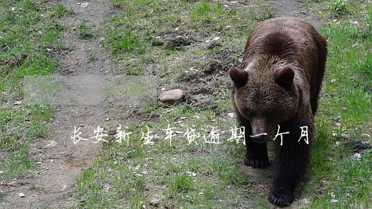 长安新生车贷逾期一个月 长安新生车贷逾期一个月