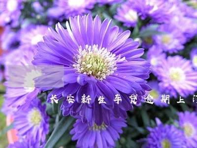 长安新生车贷逾期上门收费
