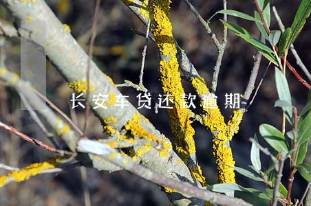 长安车贷还款逾期 长安车贷还款逾期