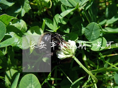 长安车贷逾期一天可以吗 长安车贷逾期一天可以吗