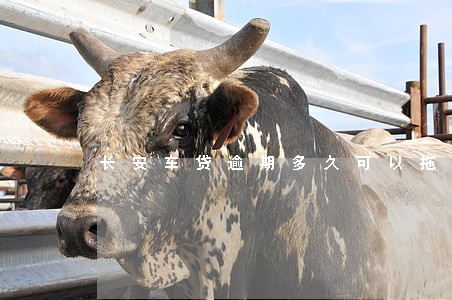 长安车贷逾期多久可以拖车