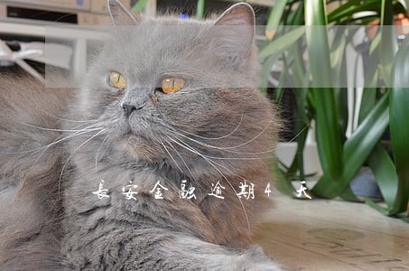 长安金融逾期4天 长安金融逾期4天