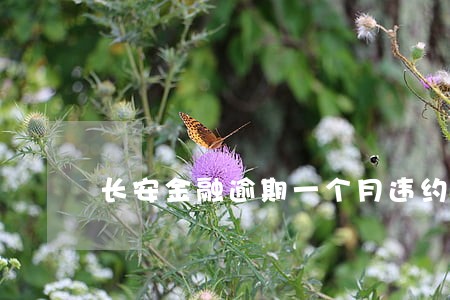 长安金融逾期一个月违约金