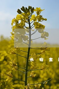 长安金融逾期可以减免罚息吗 长安金融逾期可以减免罚息吗