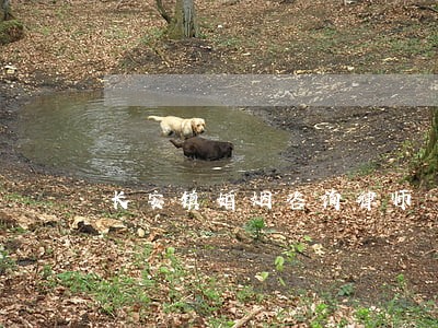 长安镇婚姻咨询律师 长安镇婚姻咨询律师