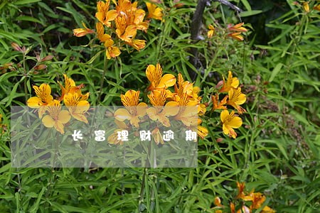 长富理财逾期 长富理财逾期