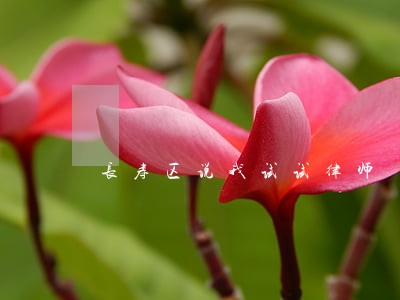 长寿区说我试试律师