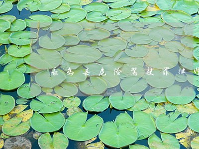 长岛县危险驾驶罪律师团队 长岛县危险驾驶罪律师团队