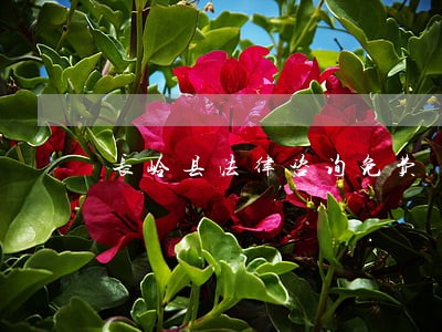长岭县法律咨询免费 长岭县法律咨询免费