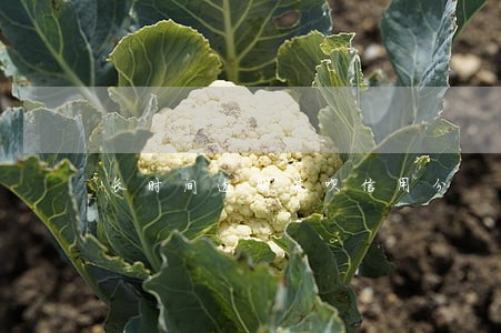 长时间逾期花呗信用分 长时间逾期花呗信用分