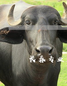 长春专业房地产纠纷律师排名