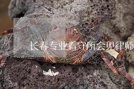 长春专业看守所会见律师推荐