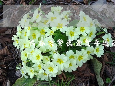 长春交警夜查货车违法行为