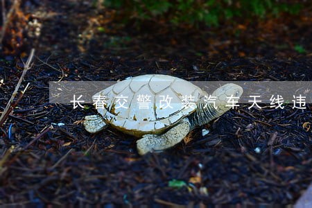 长春交警改装汽车天线违法 长春交警改装汽车天线违法
