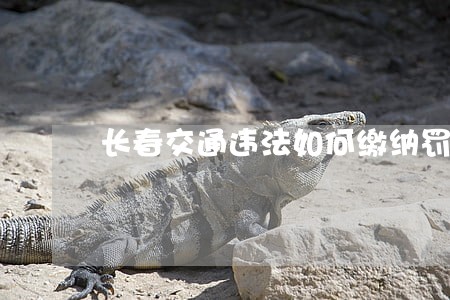 长春交通违法如何缴纳罚款 长春交通违法如何缴纳罚款
