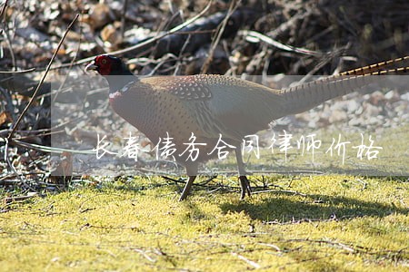长春债务合同律师价格