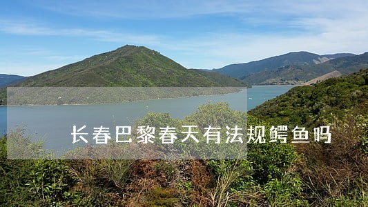 长春巴黎春天有法规鳄鱼吗 长春巴黎春天有法规鳄鱼吗