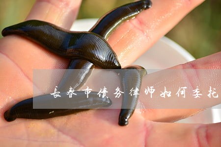 长春市债务律师如何委托 长春市债务律师如何委托