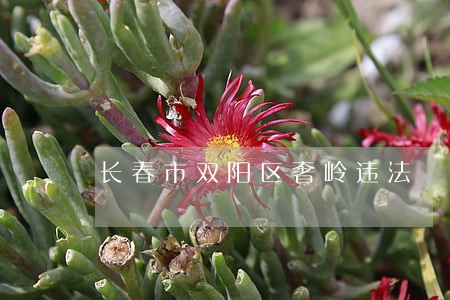 长春市双阳区奢岭违法 长春市双阳区奢岭违法
