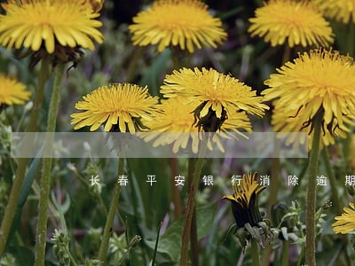 长春平安银行消除逾期 长春平安银行消除逾期