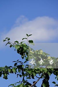 长春当地专业的经济合同律师