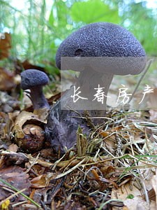 长春房产律师咨询电话 长春房产律师咨询电话